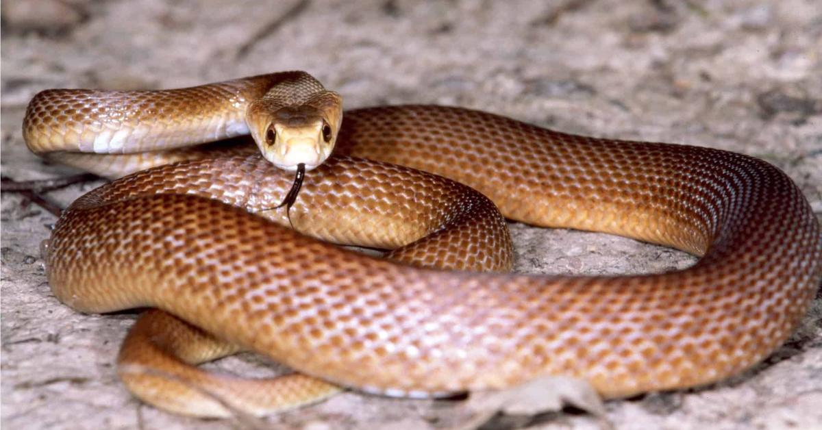 Captured moment of the Central Ranges Taipan, in Indonesia known as Taipan Pegunungan Tengah.