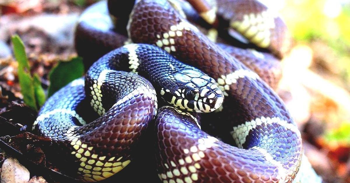 Photographic depiction of the unique California Kingsnake, locally called Ular Raja California.