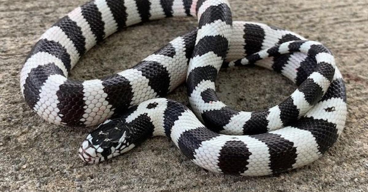 Vibrant snapshot of the California Kingsnake, commonly referred to as Ular Raja California in Indonesia.