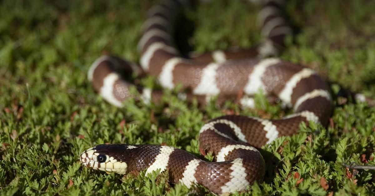 Photographic depiction of the unique California Kingsnake, locally called Ular Raja California.