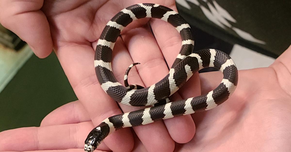 Enchanting California Kingsnake, a species scientifically known as Lampropeltis californiae.