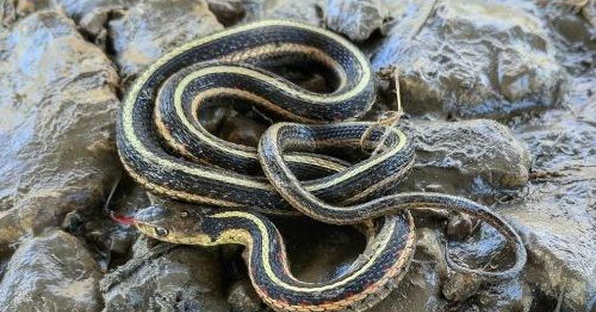 Image of the Checkered Garter Snake (Thamnophis marcianus), popular in Indonesia as Ular Garter Berpetak.