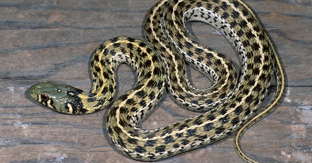 Stunning depiction of Checkered Garter Snake, also referred to as Thamnophis marcianus.