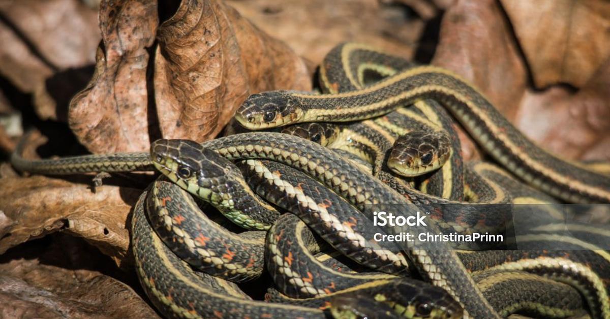 Image of the Checkered Garter Snake (Thamnophis marcianus), popular in Indonesia as Ular Garter Berpetak.