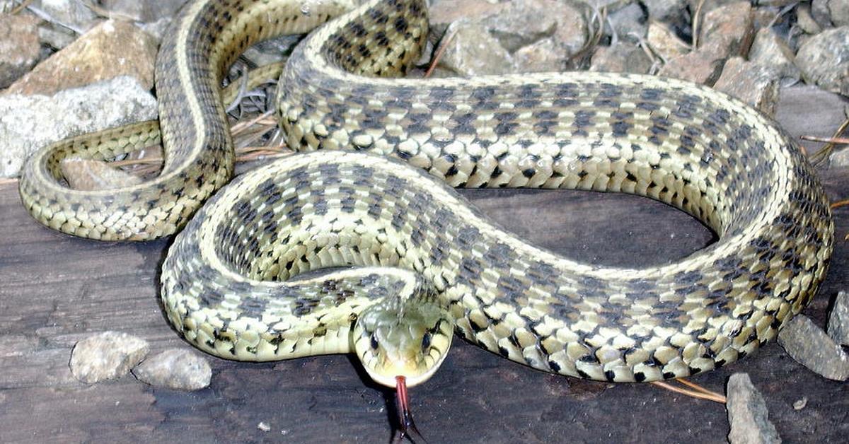 Exquisite image of Checkered Garter Snake, in Indonesia known as Ular Garter Berpetak.