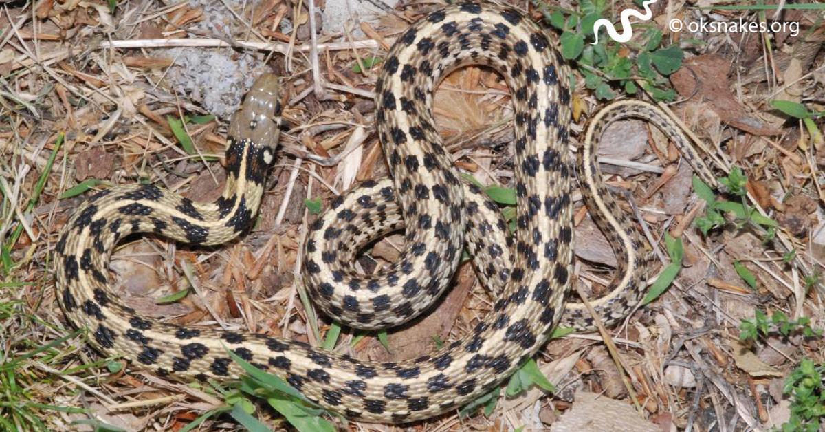 The alluring Checkered Garter Snake, commonly referred to as Ular Garter Berpetak in Bahasa Indonesia.