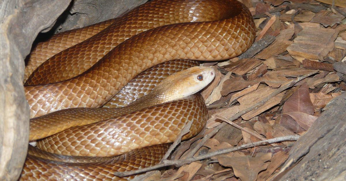 Dynamic image of the Coastal Taipan, popularly known in Indonesia as Taipan Pesisir.