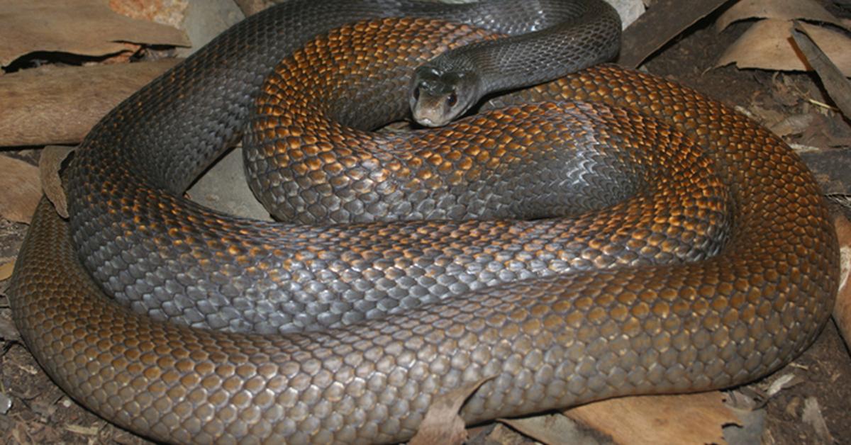 Captivating presence of the Coastal Taipan, a species called Oxyuranus scutellatus.