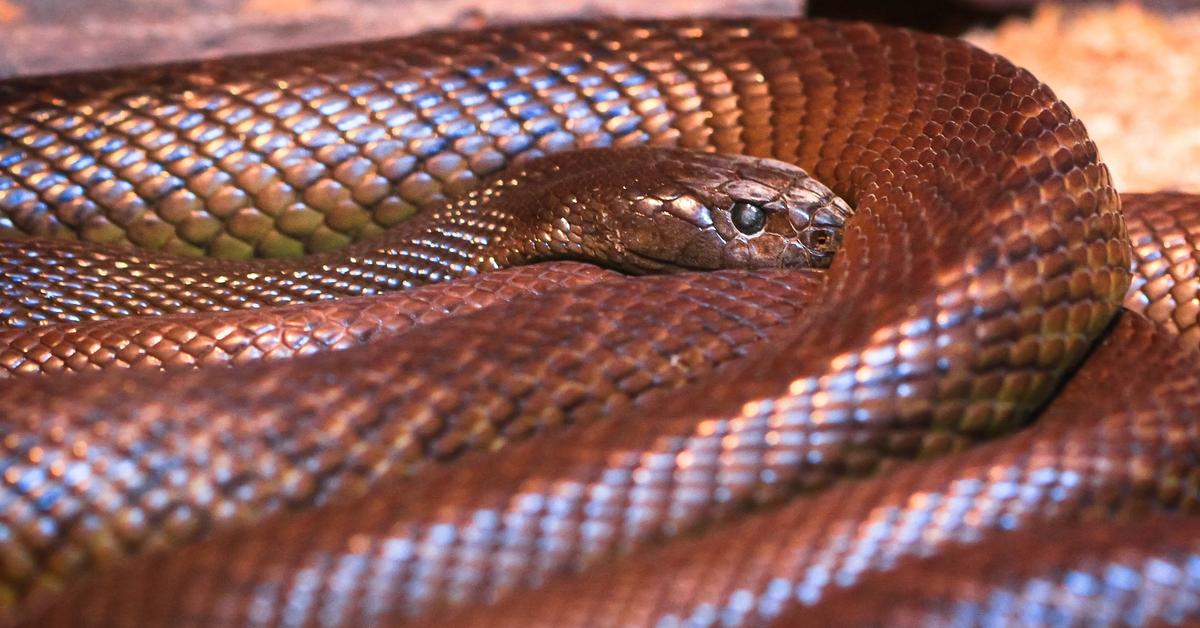 Image of the Coastal Taipan (Oxyuranus scutellatus), popular in Indonesia as Taipan Pesisir.