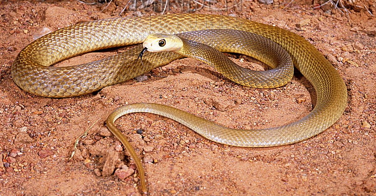 Splendid image of the Coastal Taipan, with the scientific name Oxyuranus scutellatus.