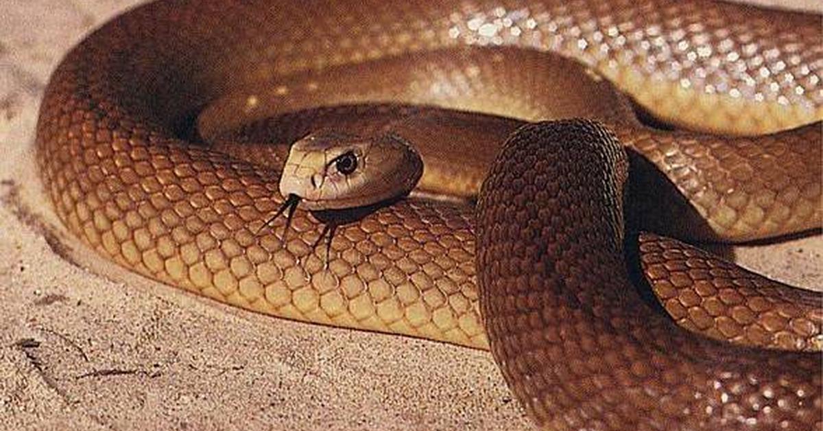 The Coastal Taipan in its natural beauty, locally called Taipan Pesisir.