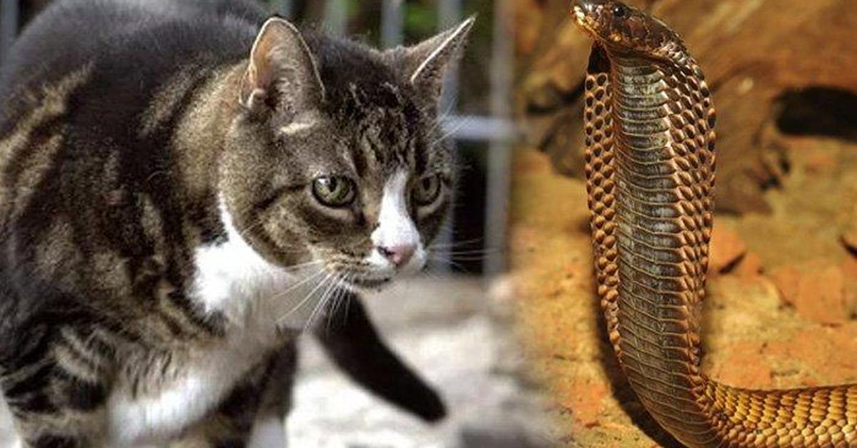 Striking appearance of the Cat Snake, known in scientific circles as Telescopium.