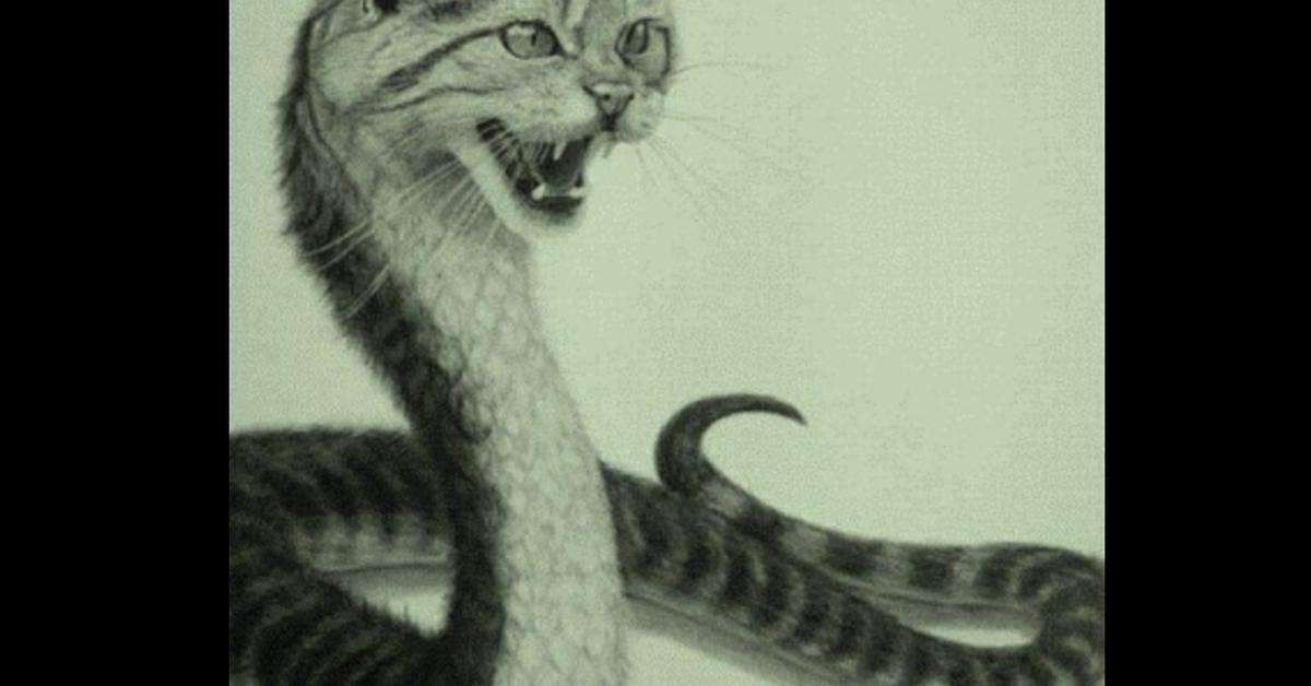 A look at the Cat Snake, also recognized as Ular Kucing in Indonesian culture.