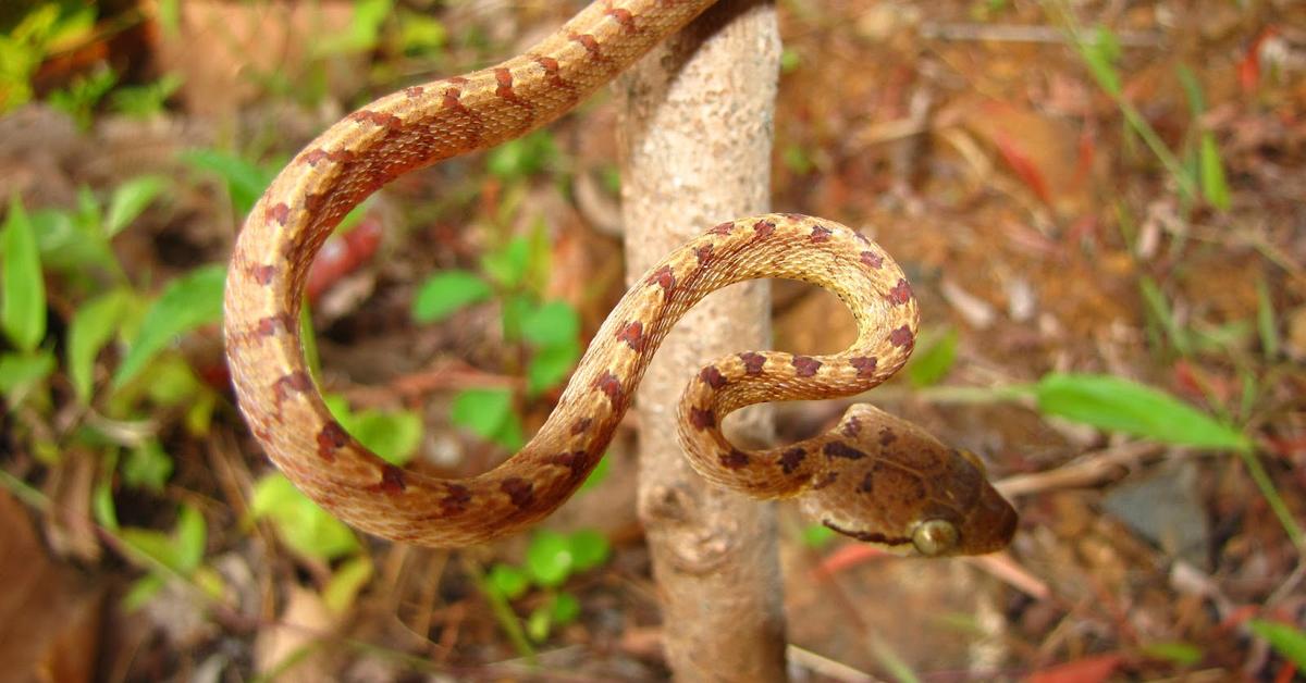 Captured beauty of the Cat Snake, or Telescopium in the scientific world.