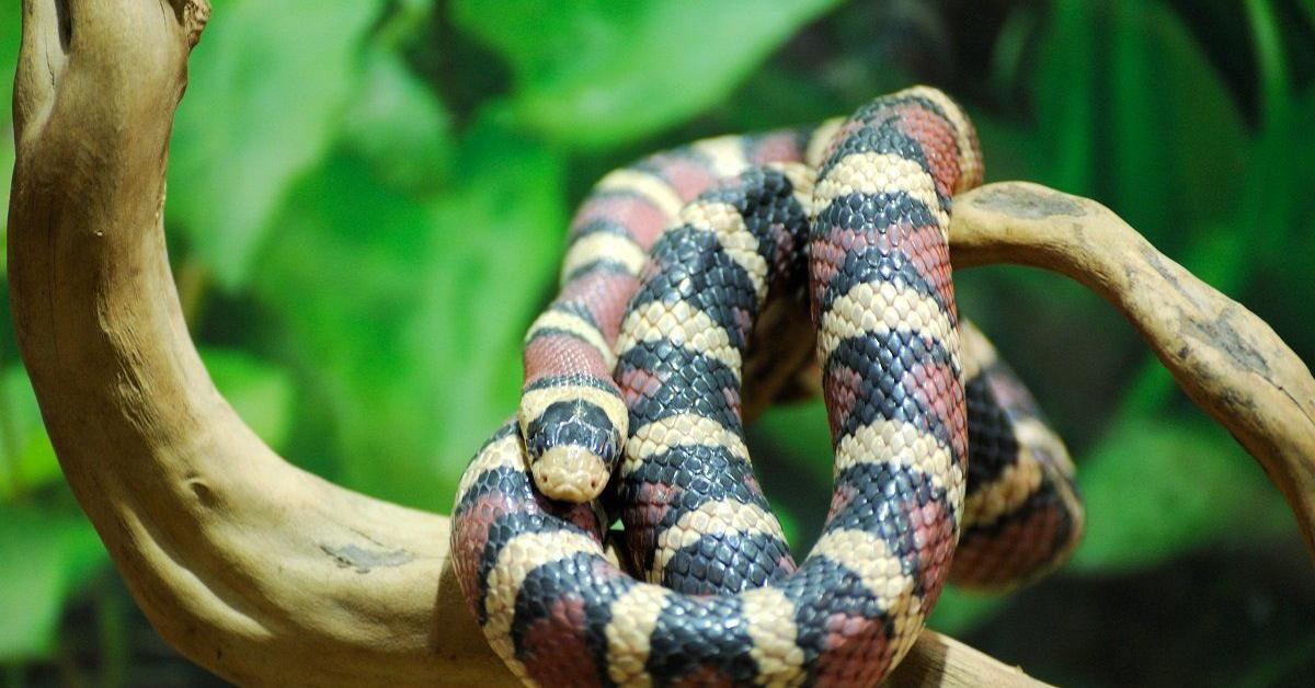 Detailed shot of the Cat Snake, or Telescopium, in its natural setting.