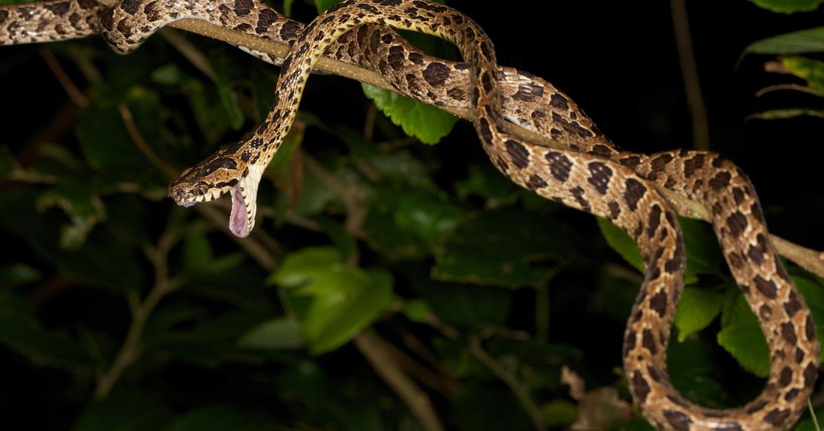 The Cat Snake, a species known as Telescopium, in its natural splendor.