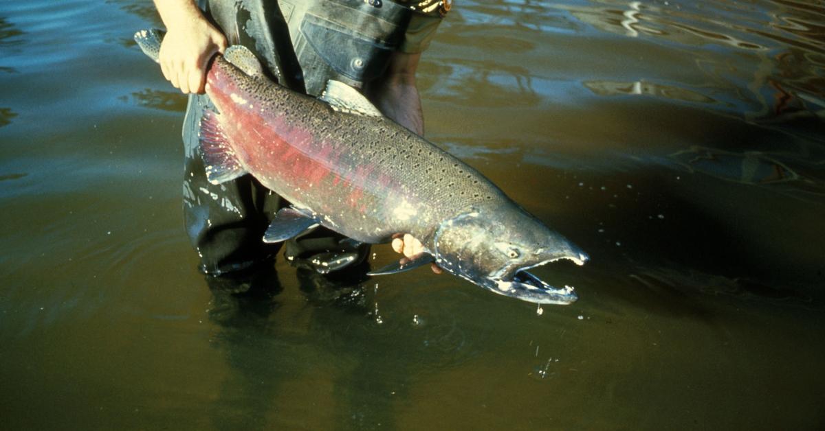 Exquisite image of Chinook Salmon, in Indonesia known as Salmon Chinook.