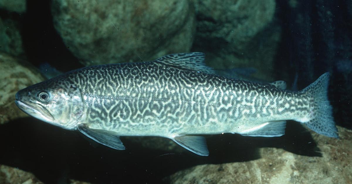 Stunning depiction of Chinook Salmon, also referred to as Oncorhynchus tshawytscha.