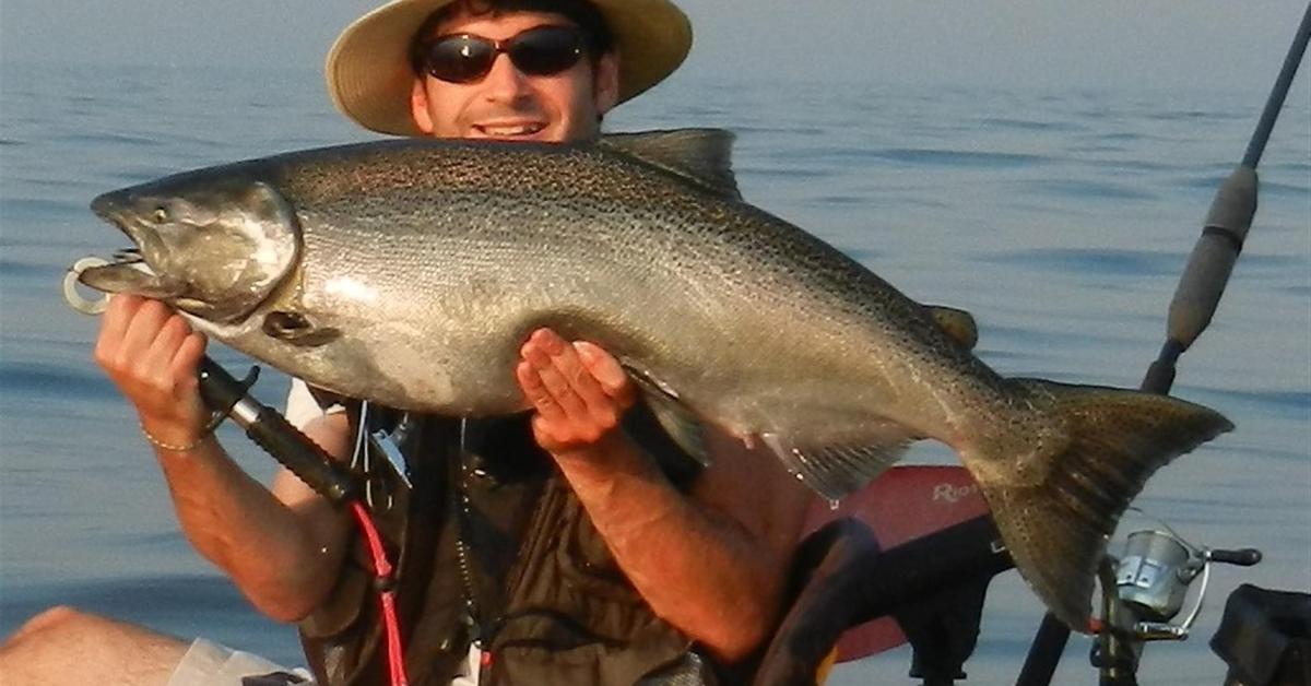 Natural elegance of the Chinook Salmon, scientifically termed Oncorhynchus tshawytscha.