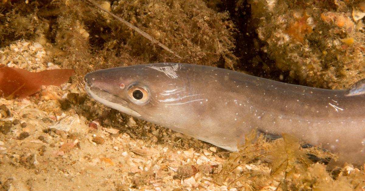 Distinctive Conger Eel, in Indonesia known as Conger Eel, captured in this image.