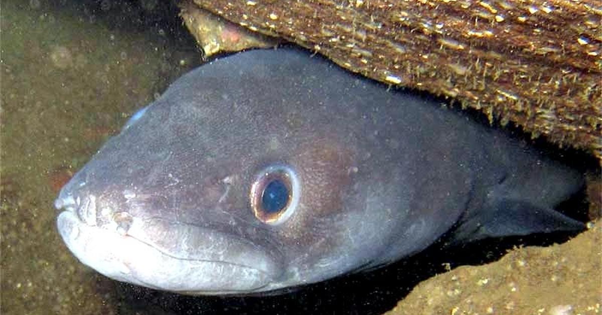 Captivating shot of the Conger Eel, or Conger Eel in Bahasa Indonesia.