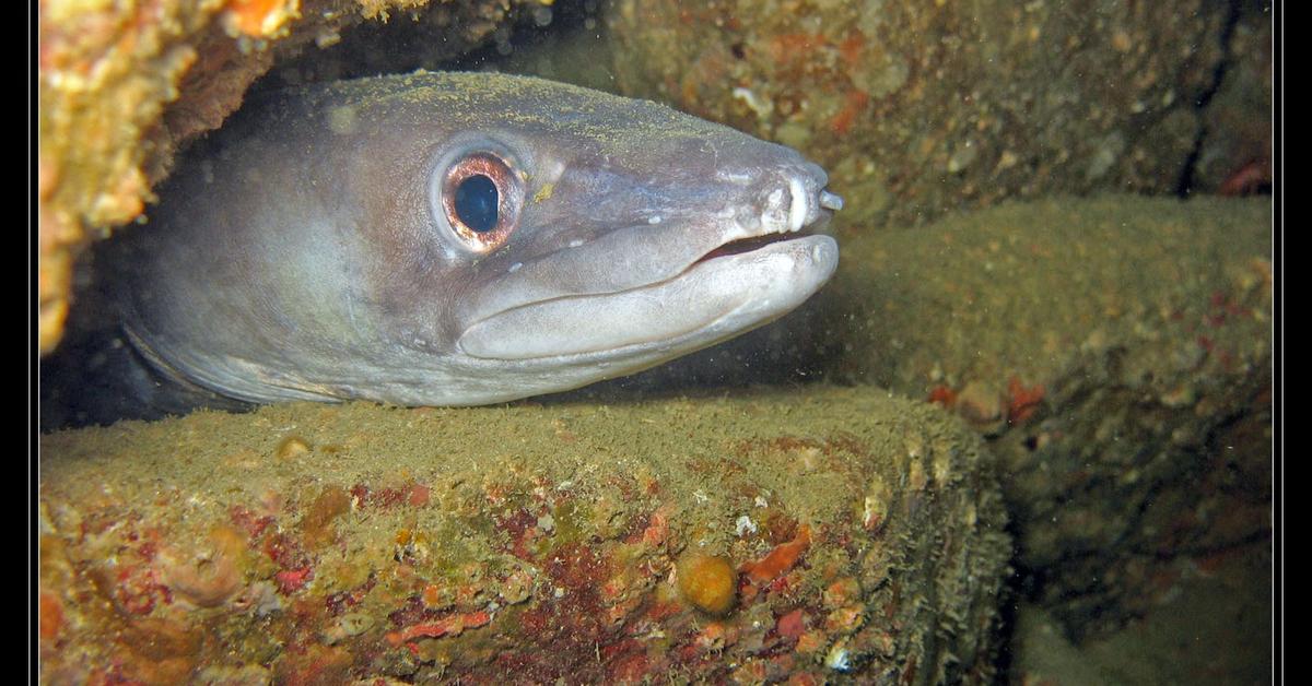 A beautiful representation of the Conger Eel, scientifically Congridae.