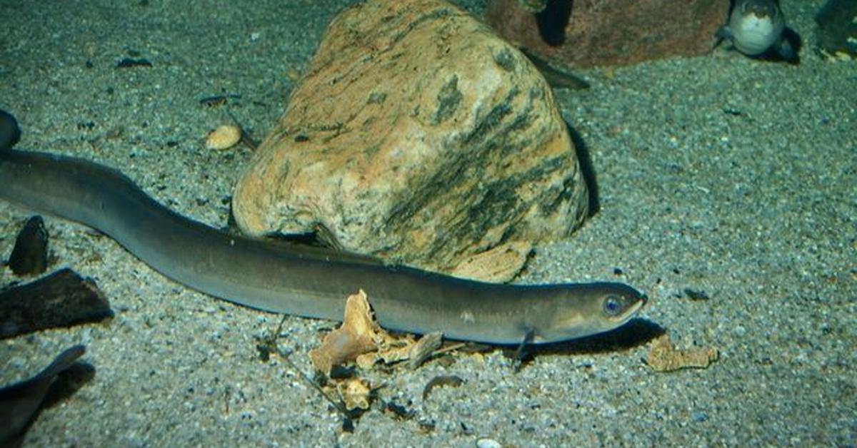 Vivid image of the Conger Eel, or Conger Eel in Indonesian context.