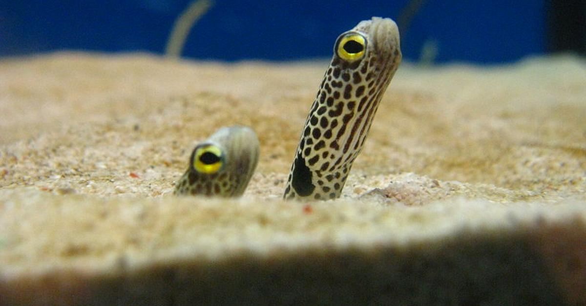 Detailed shot of the Conger Eel, or Congridae, in its natural setting.