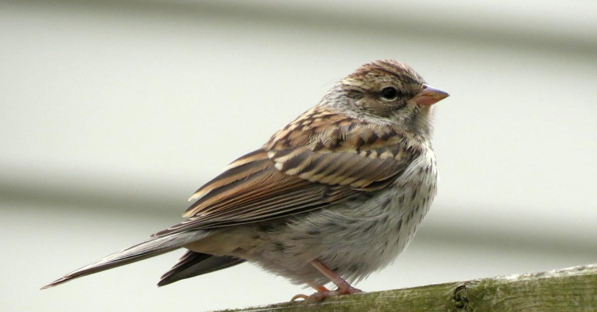 The remarkable Chipping Sparrow (Spizella passerina), a sight to behold.