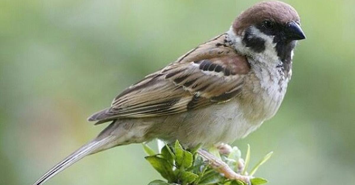 Photograph of the unique Chipping Sparrow, known scientifically as Spizella passerina.