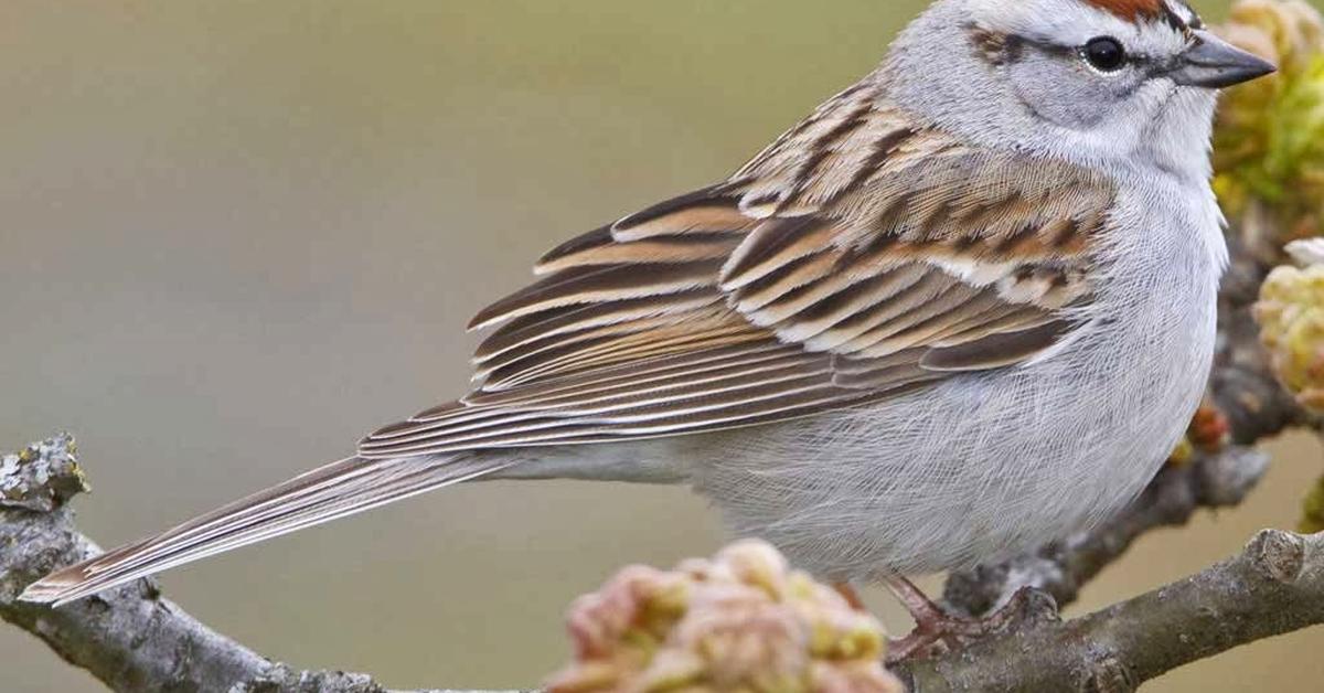 Stunning image of the Chipping Sparrow (Spizella passerina), a wonder in the animal kingdom.