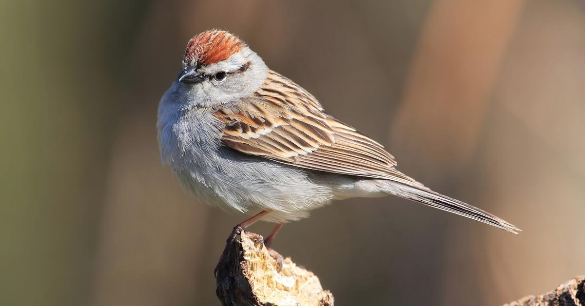 Exquisite image of Chipping Sparrow, in Indonesia known as Burung Pipit Chipping.