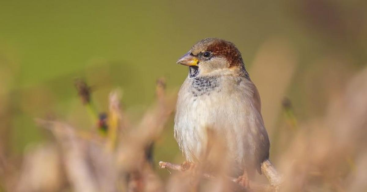 Photograph of the unique Chipping Sparrow, known scientifically as Spizella passerina.