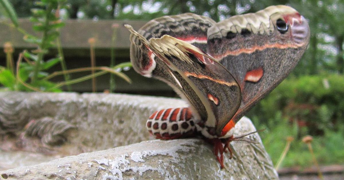 Splendid image of the Cecropia Moth, with the scientific name Hyalophora cecropia.