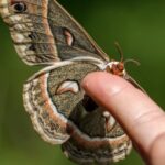 The Cecropia Moth, a species known as Hyalophora cecropia, in its natural splendor.