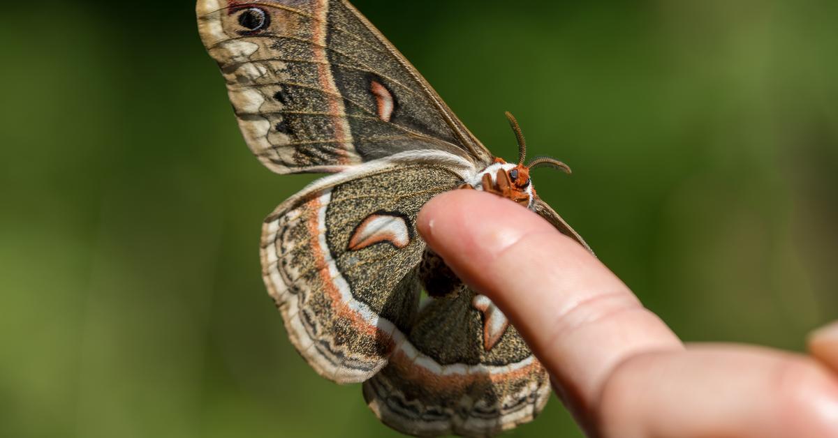 The Cecropia Moth, a species known as Hyalophora cecropia, in its natural splendor.