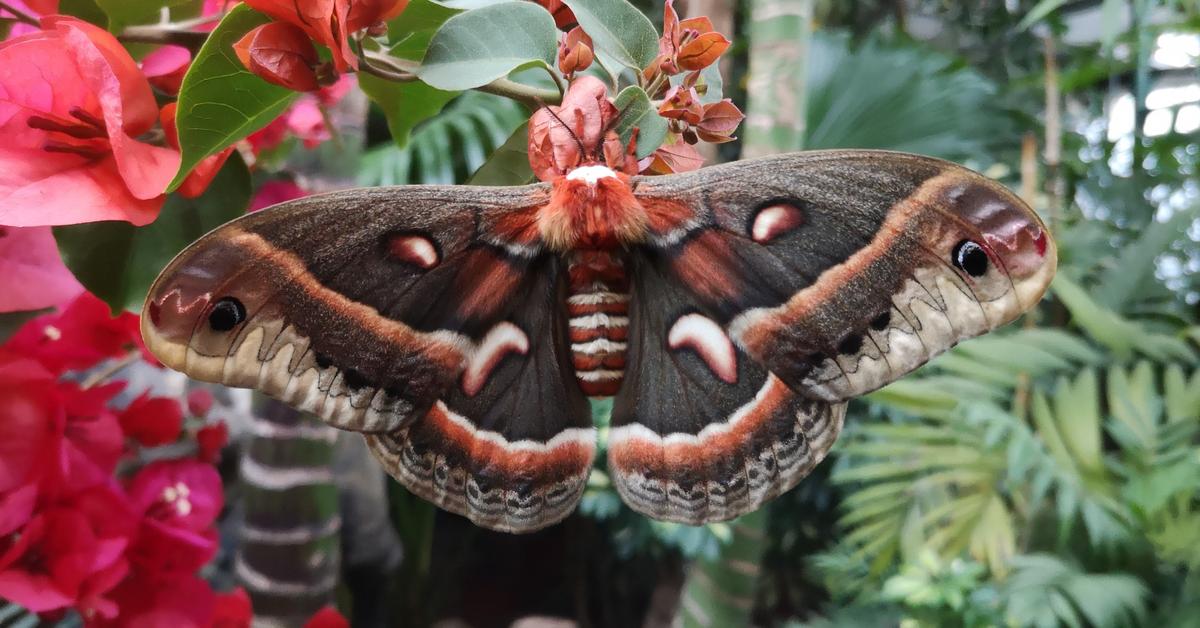 Photograph of the unique Cecropia Moth, known scientifically as Hyalophora cecropia.