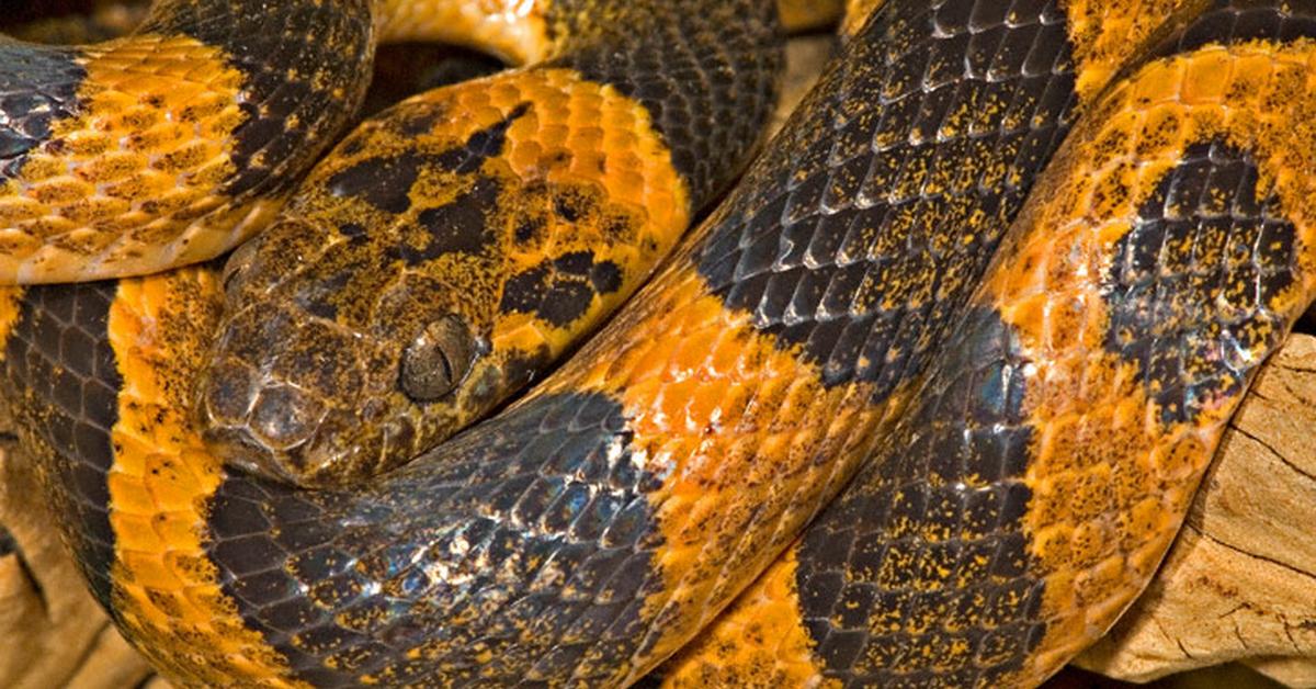 Elegant portrayal of the Cat-Eyed Snake, also known as Leptodeira annulata.