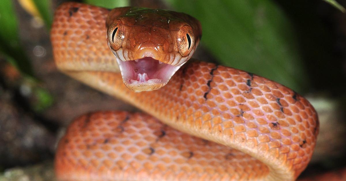 Striking appearance of the Cat-Eyed Snake, known in scientific circles as Leptodeira annulata.