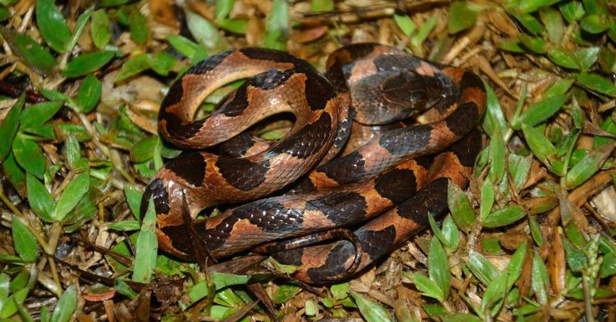 The alluring Cat-Eyed Snake, commonly referred to as Ular Mata Kucing in Bahasa Indonesia.