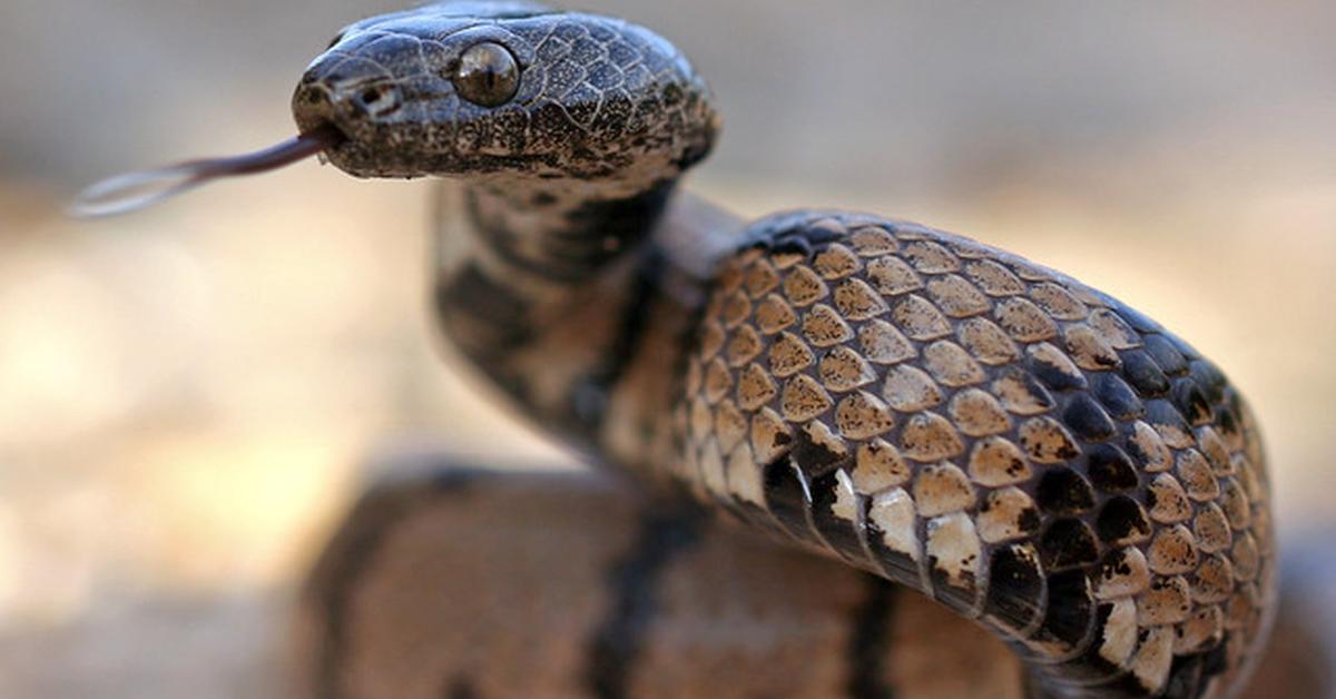 Graceful Cat-Eyed Snake, a creature with the scientific name Leptodeira annulata.