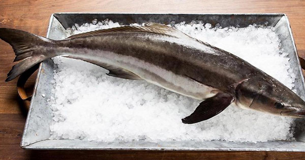 Captivating view of the Cobia Fish, known in Bahasa Indonesia as Ikan Cobia.