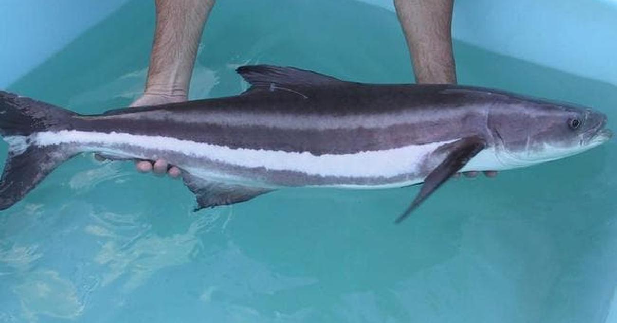 Dynamic image of the Cobia Fish, popularly known in Indonesia as Ikan Cobia.