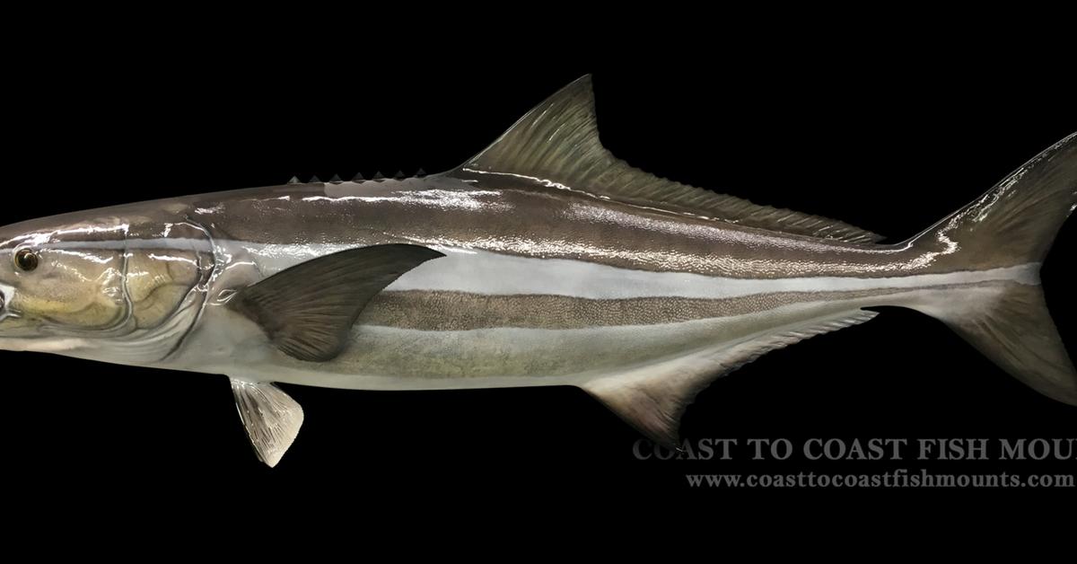 The alluring Cobia Fish, commonly referred to as Ikan Cobia in Bahasa Indonesia.