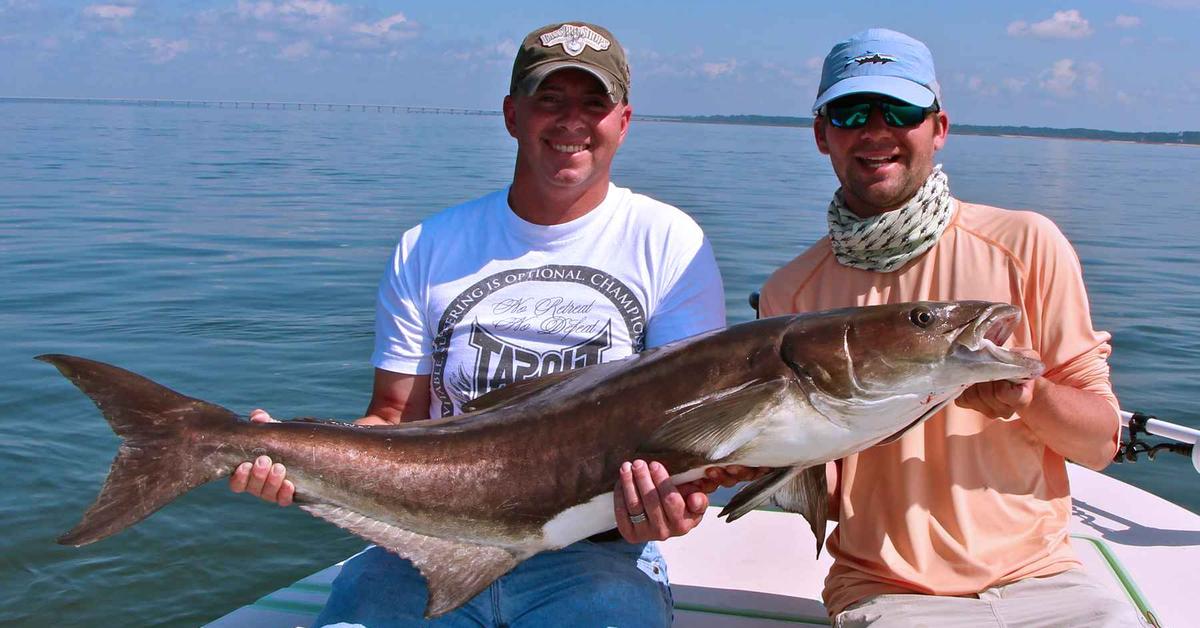 The elegant Cobia Fish (Rachycentron canadum), a marvel of nature.