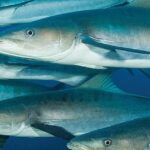 Enchanting Cobia Fish, a species scientifically known as Rachycentron canadum.