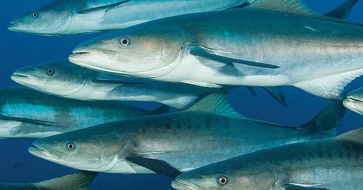 Enchanting Cobia Fish, a species scientifically known as Rachycentron canadum.