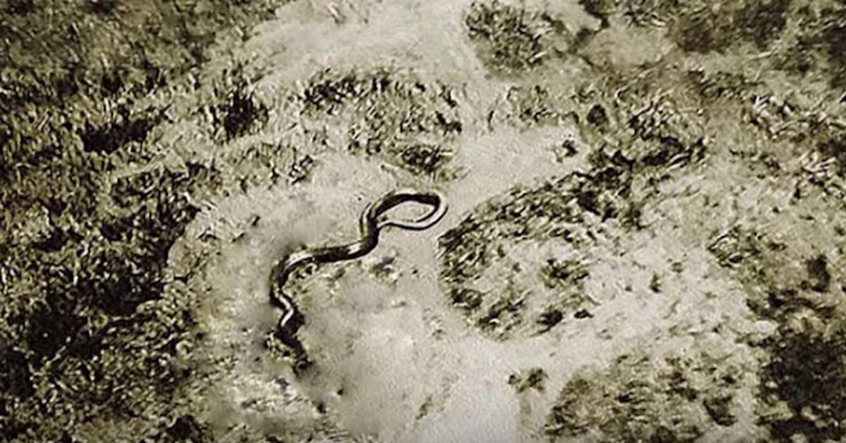 Insightful look at the Congo Snake, known to Indonesians as Ular Congo.