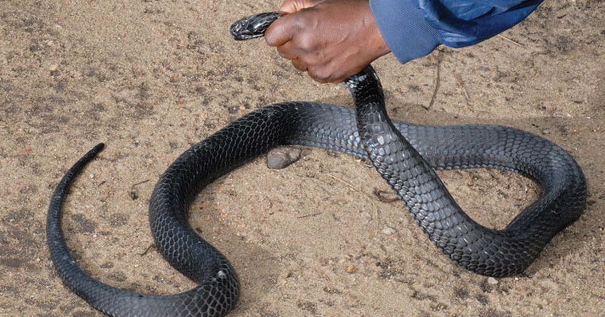 Visual of Congo Snake, or Ular Congo in Indonesian, showcasing its beauty.