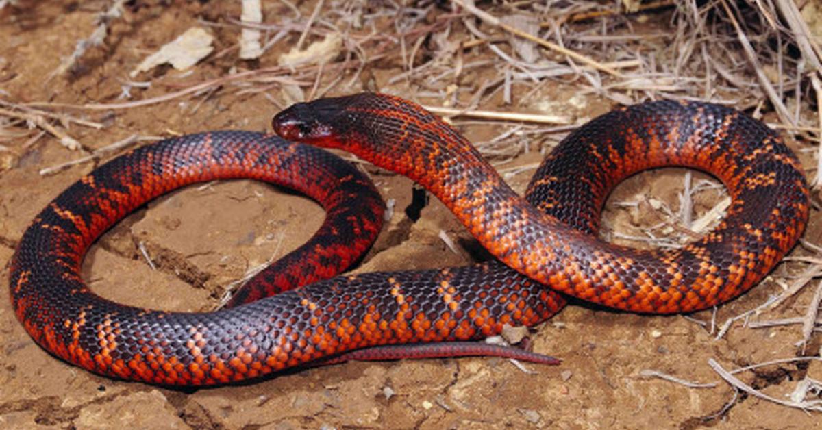 Charming view of the Colletts Snake, in Indonesia referred to as Ular Colletts.